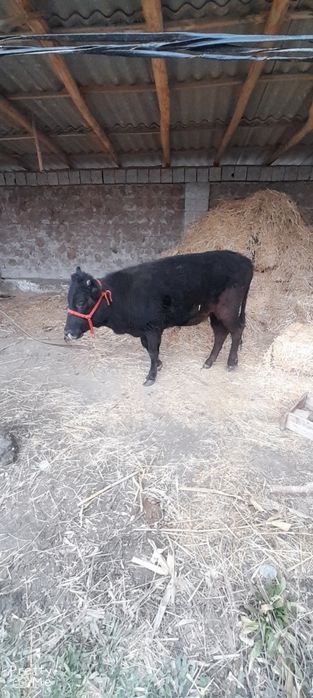 Gunojin sotladi soglom yeb ichishi zor