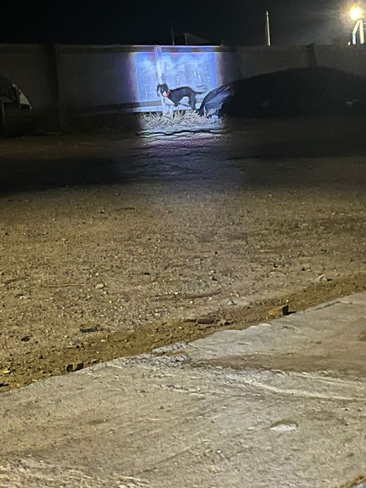 тазы сатылады Семей