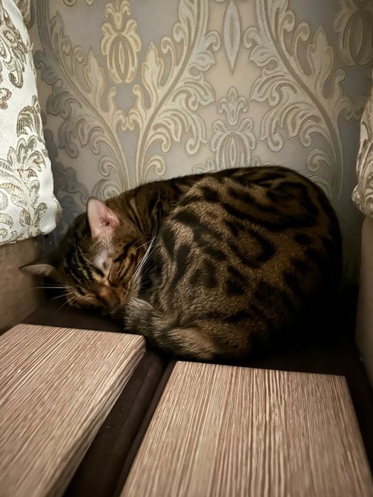 Вязка бенгальской кошки