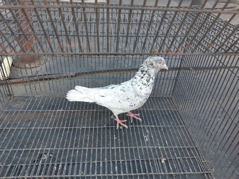 Продаю голубей от 2000