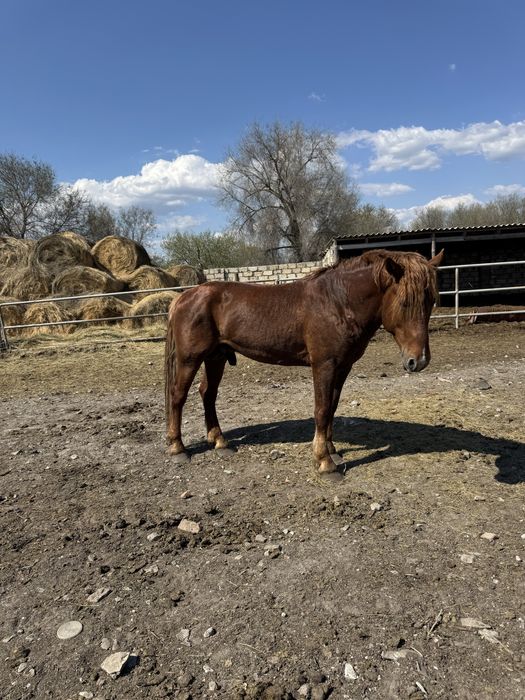 Айғыр сатылады 5 жасар