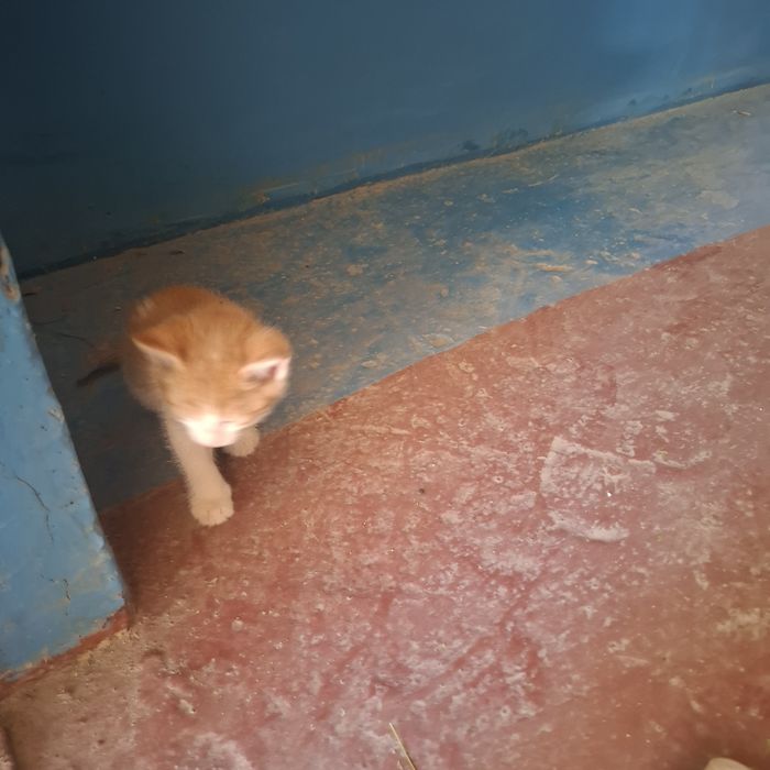 Котят отдам за добрые руки всех кто реально будет держат дома
