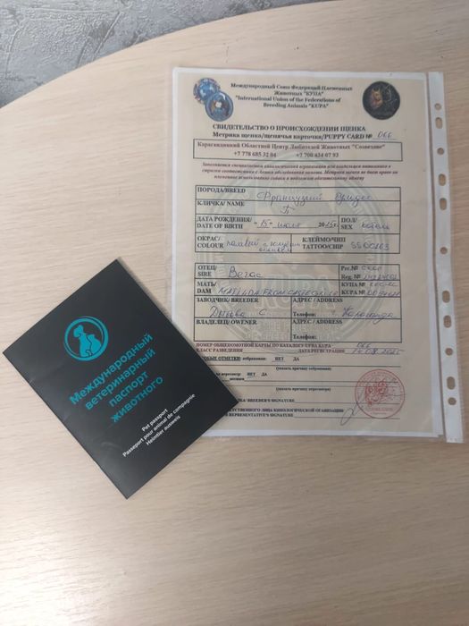 Продам французкого бульдога