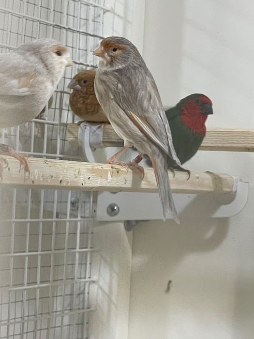 Продается готовая самка канарейки