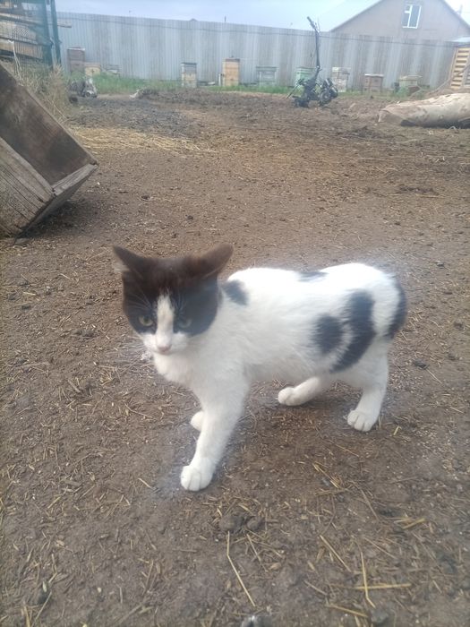 Отдам бесплатно кошку