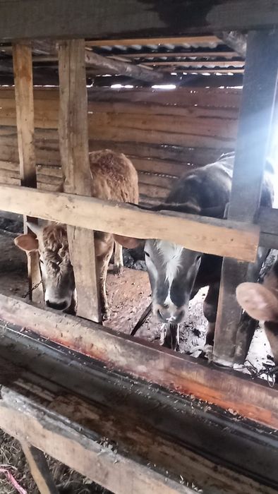 Продам бычков с откорма