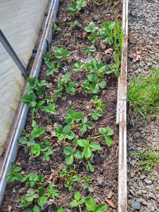 Продаю отростоки клубники