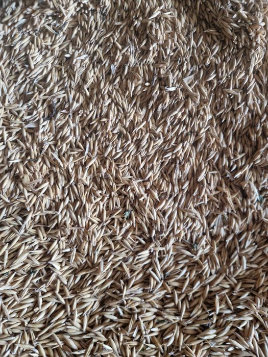 Ovaz  de  vanzare 1,5 lei /kg