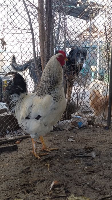Продам домашних Петушков