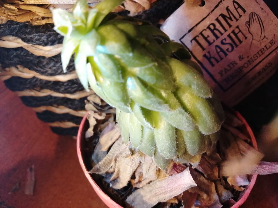 Цветок Кактус-сакулент