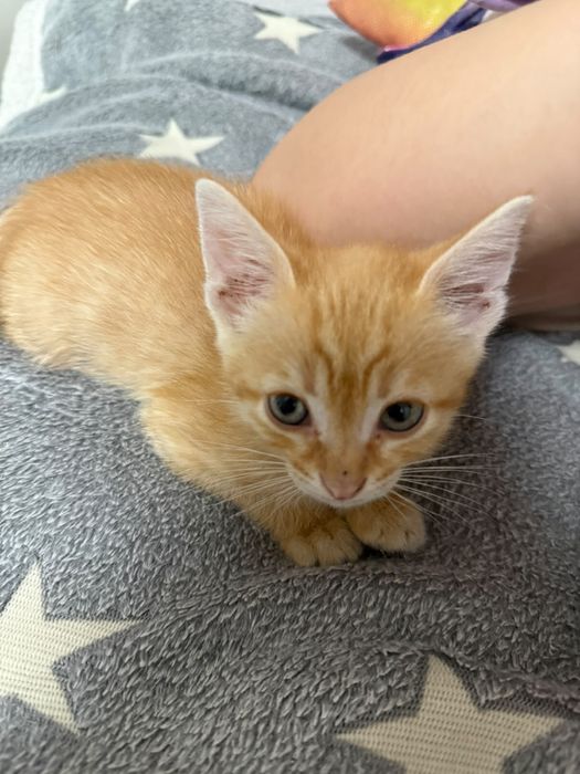 Отдам котенка в хороший руки