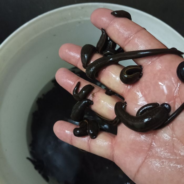 Zuluk пиявки Sotiladi