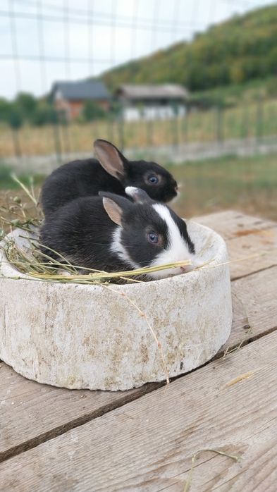 Iepurași de companie