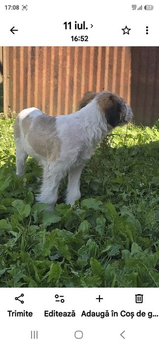Schimb cu 2 berbeci metis saint bernard