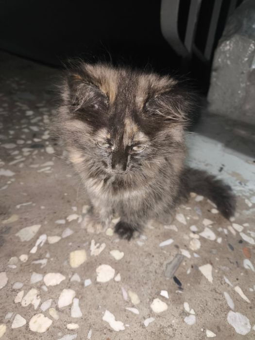 Красивые котята и кошки в добрые руки!