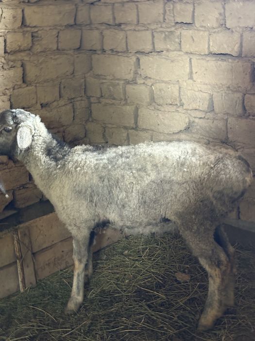 Қошқар сатыладыы