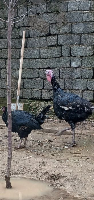 Үндік  Шымкентте