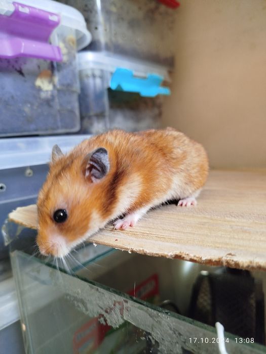 Хомячки домашние,здоровые