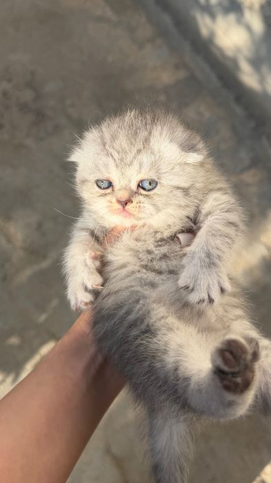 Продаётся котята