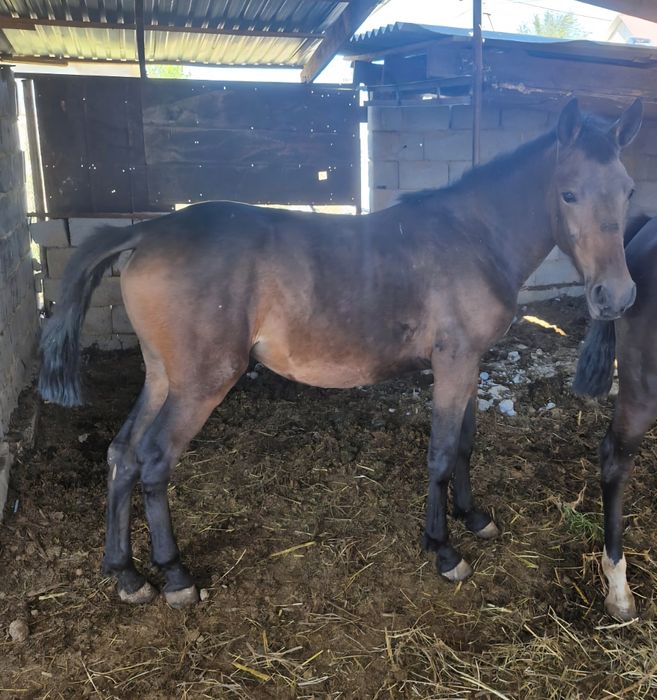 Продам кобылку 1.5 года