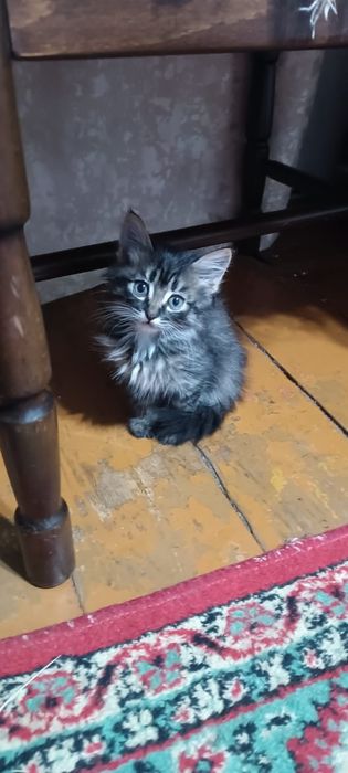 Отдам котят в хорошие руки!