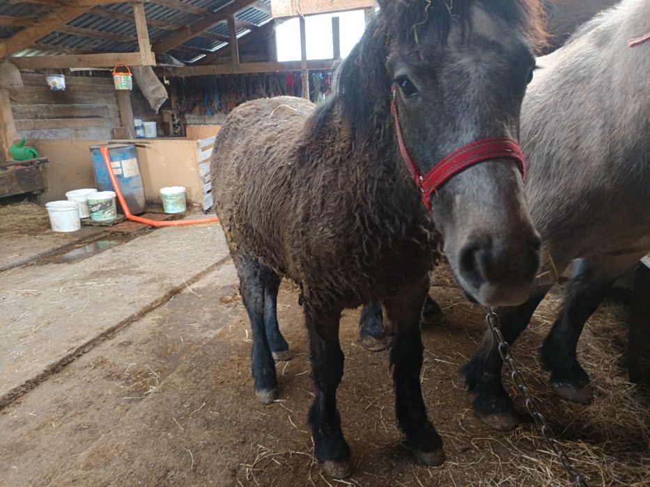 Vând un mânz harmasar