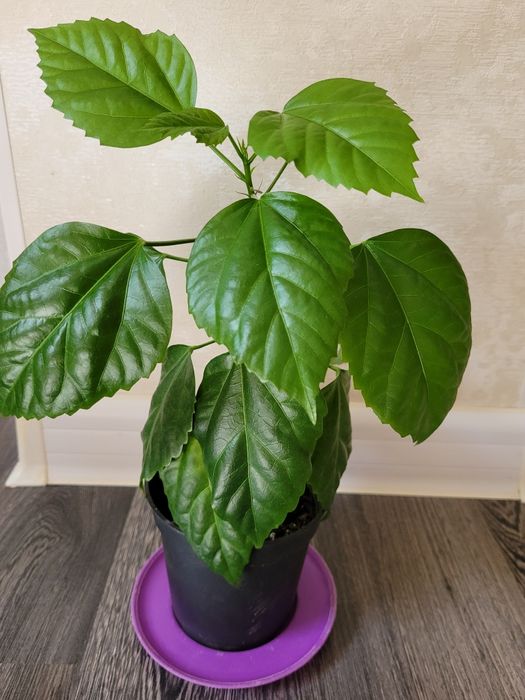 Продам китайскую розу