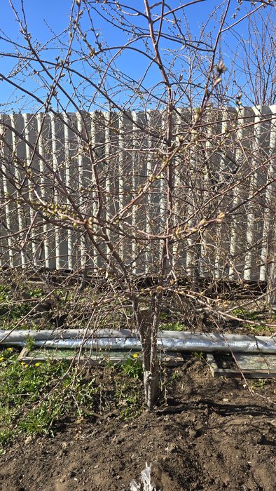 Продам дерево вишни