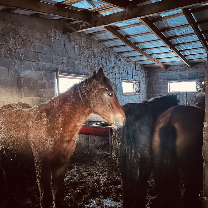 Соғым 1.5 жасар жылқы