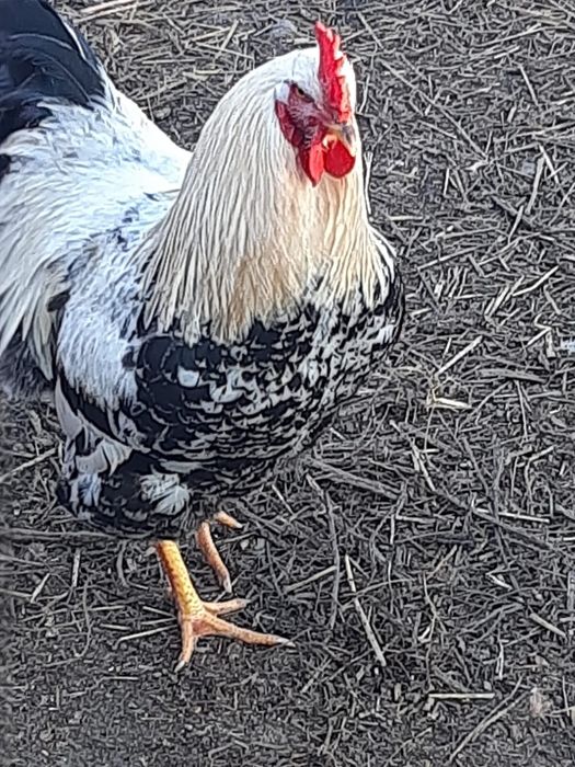 Schimb sau vand 20 de cocoși tineri frumoși Crescuți la curte bio