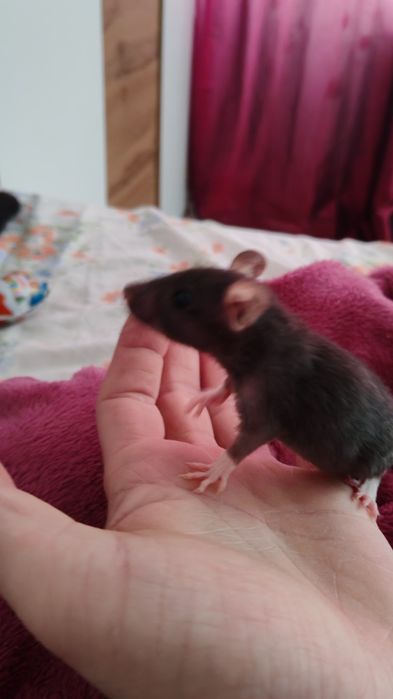 Șobolani Dumbo de companie