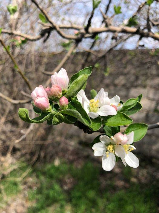 Свой участок 4 сотки новый Ташкент-поселок Шоликор