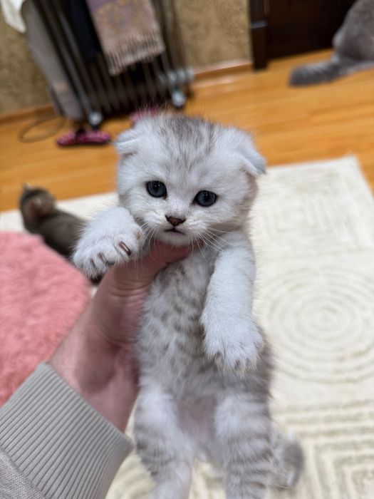 Серебристая Шиншилла