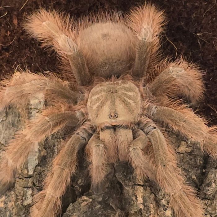 Vând tarantula nhndu tripepii