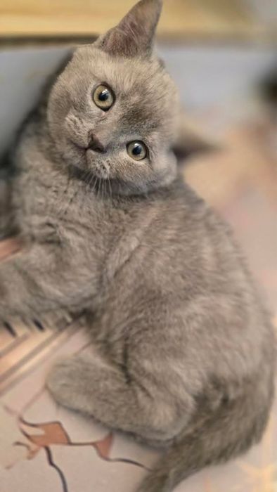 Продаётся котята