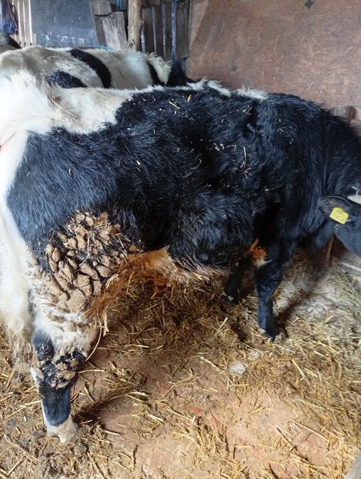 De vânzare 5 tăurași