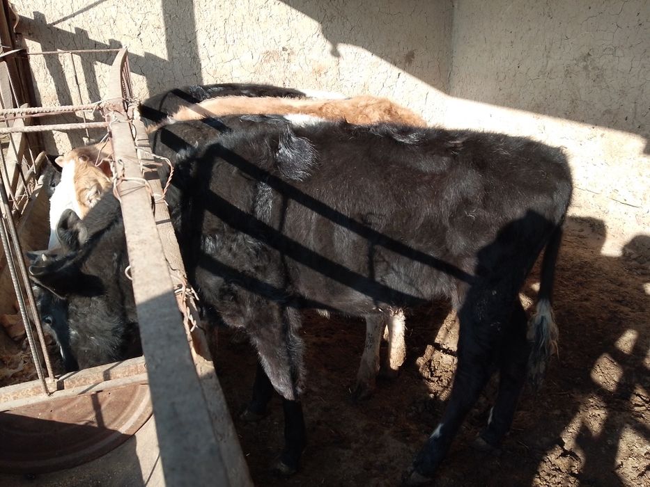 Бузаулар сатылады