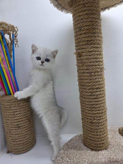 Британская кошечка и котик