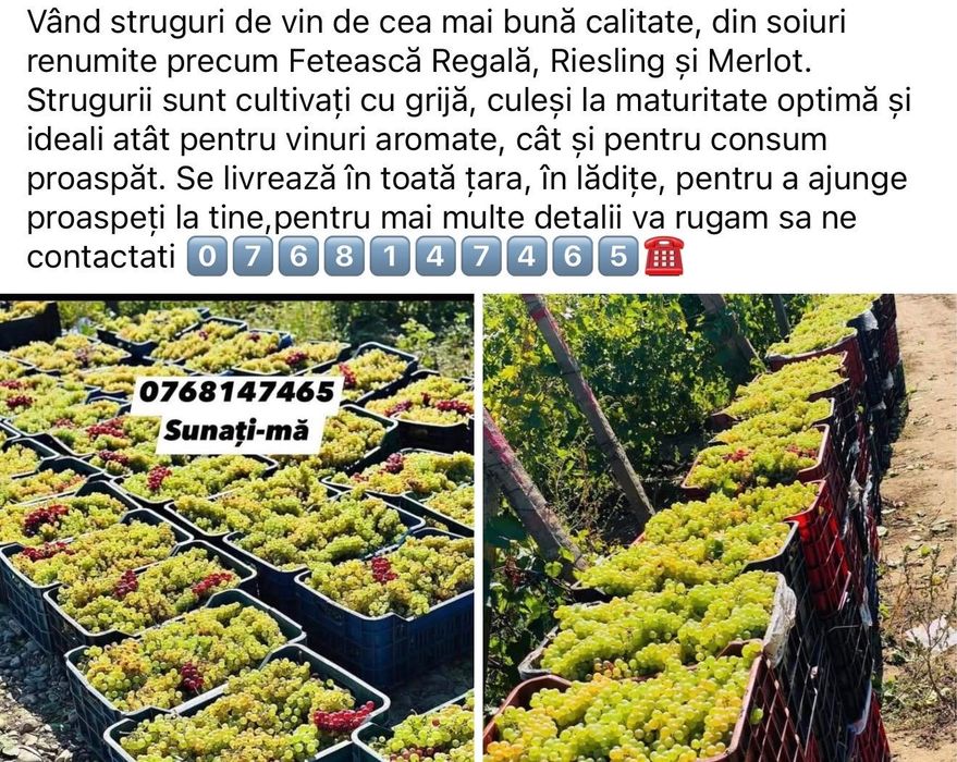 Recolta proprie struguri 2026