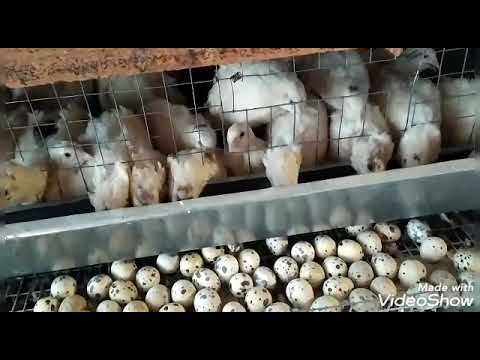 Bedana sotiladi uy parrandasi