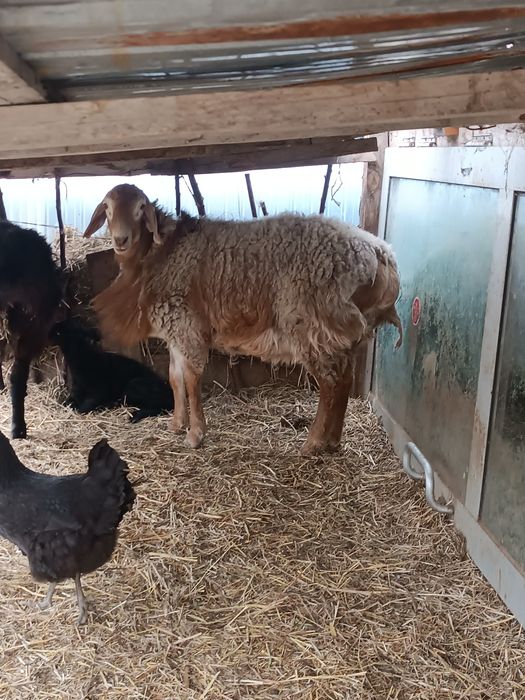 Гисар и обычный баран с ягненком