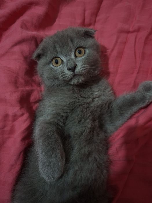 Котенок в добрые руки