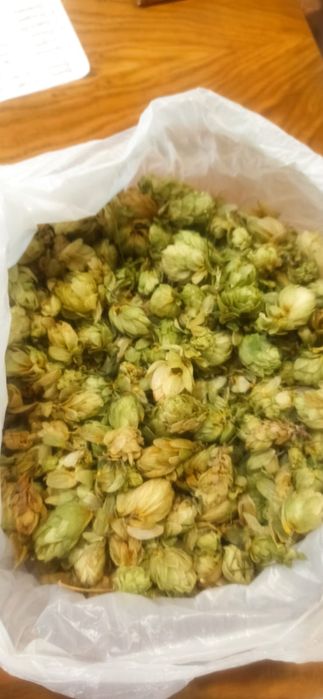 Хмель (шишки хмеля) сушеный