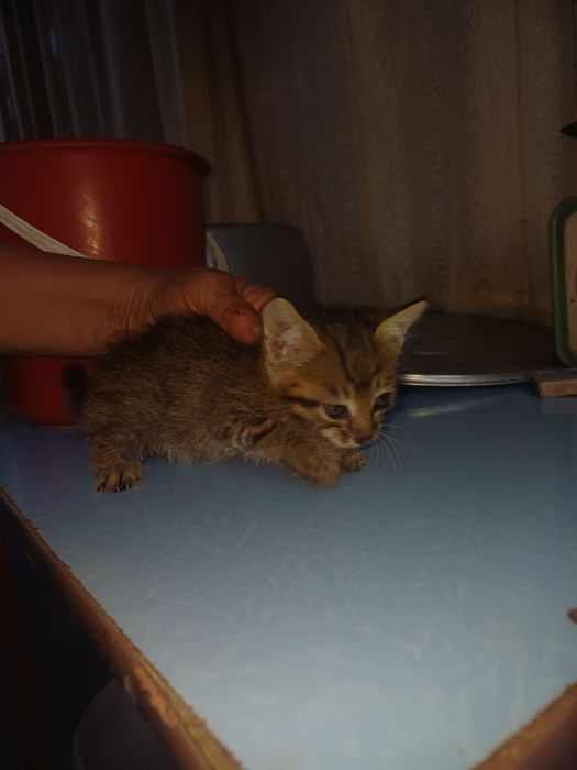Котята, в хорошие руки