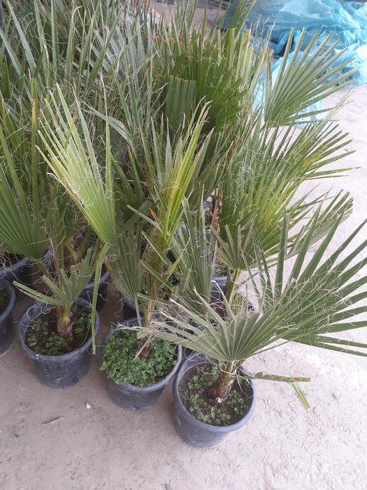 Palma manzarali gul daraxtlar