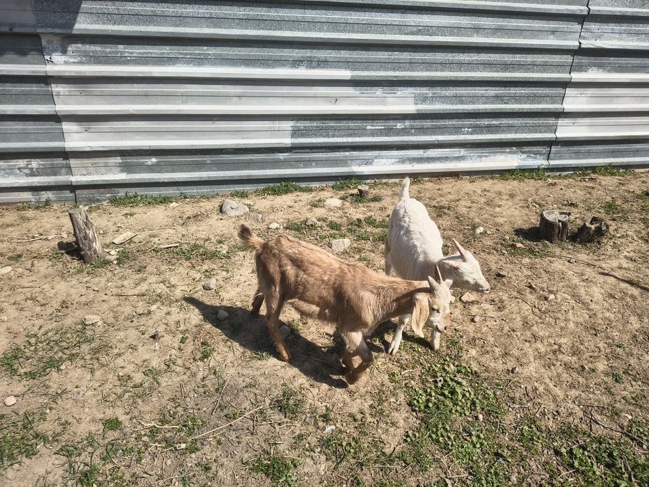 Козлята молочной породы.