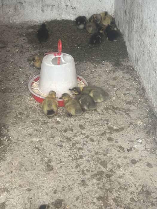 Vand Boboci de rata de