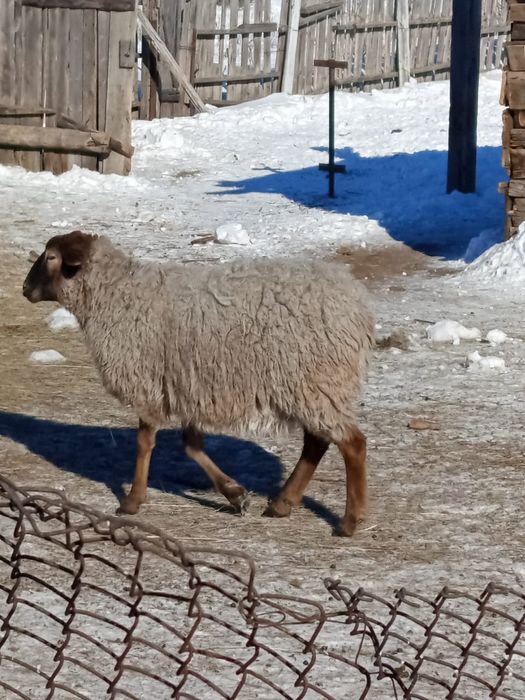 Продам барашка на мясо