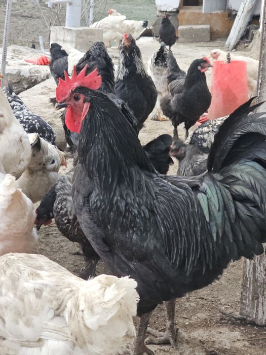 Австралорп хурозлари сотилади ( 4 та бор)