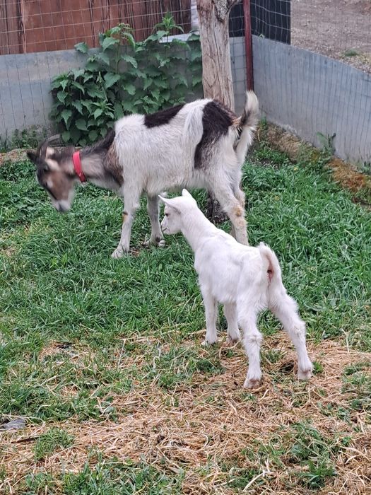 Capra buna cu ied